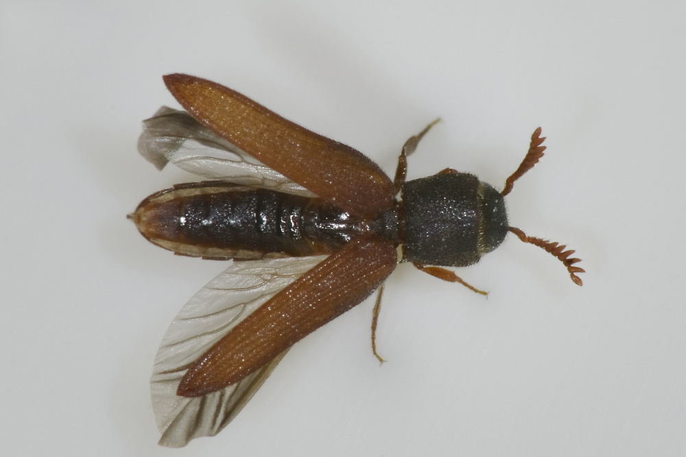 Melasis buprestoides (Eucnemidae)